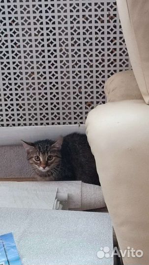 Кошечка в добрые руки