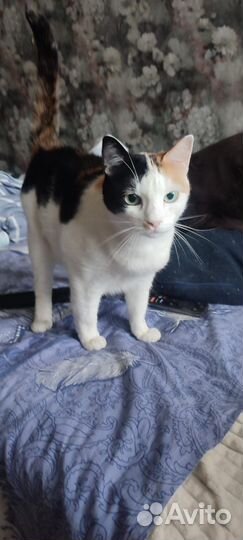 Кошка в частный дом