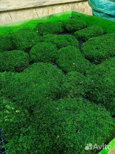 Пластовой мох стабилизированный декор