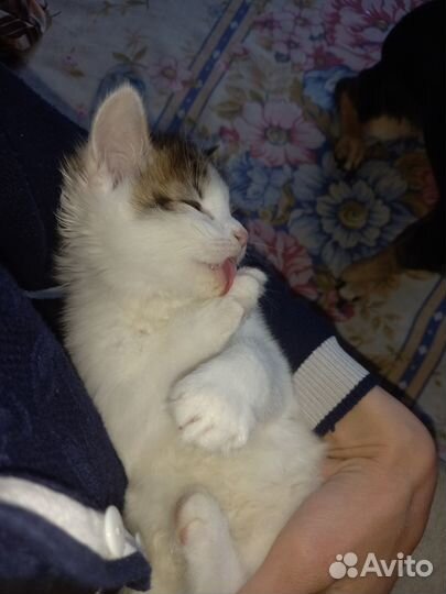 Кошечки - малышки ищут дом