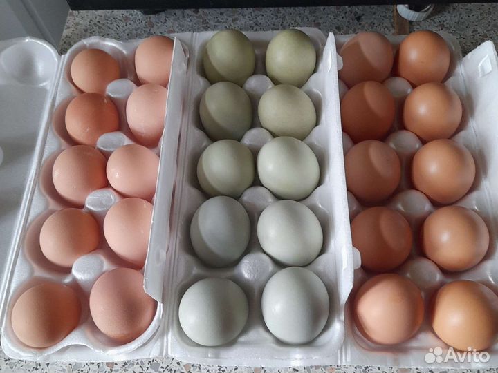 Чистые яйца от кур, перепёлок, цесарок