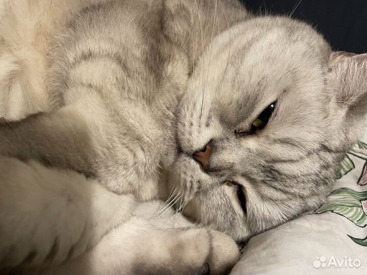 Сладкая Британская кошечка в Дар