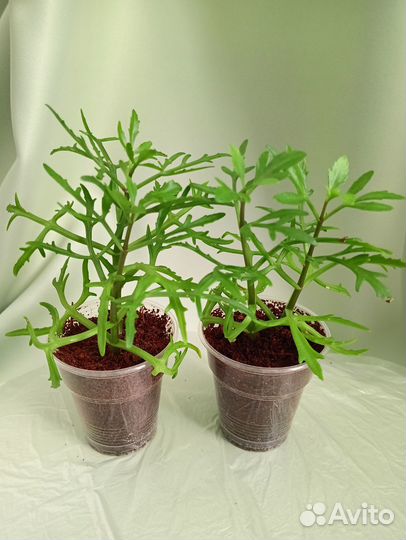 Комнатные растения