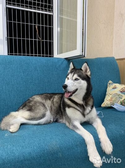 Экспресс линька собак