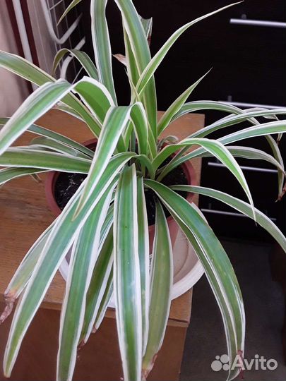 Хлорофитум