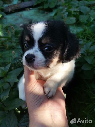 Мальчик красавчик