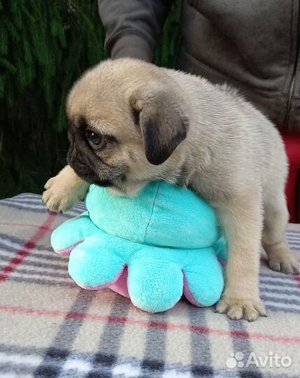 Щенки мопса черного и бедевого окраса