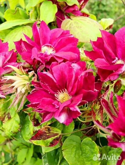 Клематисы Ред Стар