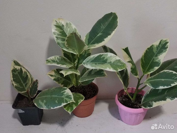 Фикусы. Тинеке