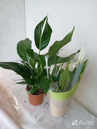 Спатифиллум 70 см. Женское счастье