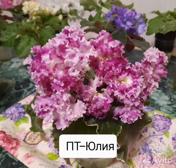 Сортовые фиалки