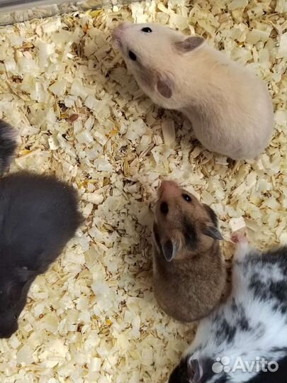 Сирийский хомяк