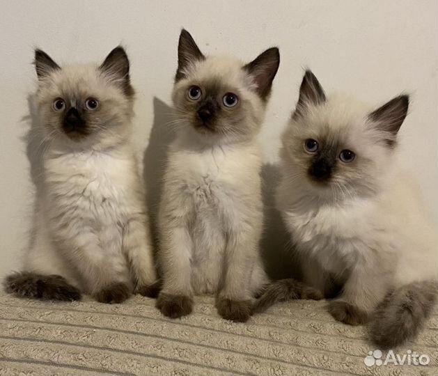 Сиамские котята