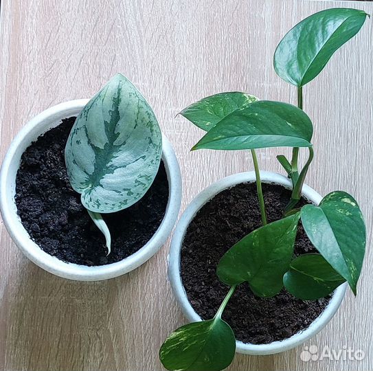 Продам сциндапсус эпипренум