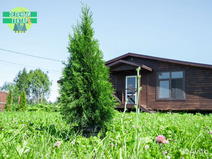 Туя смарагд 100 см свежая копка 2023