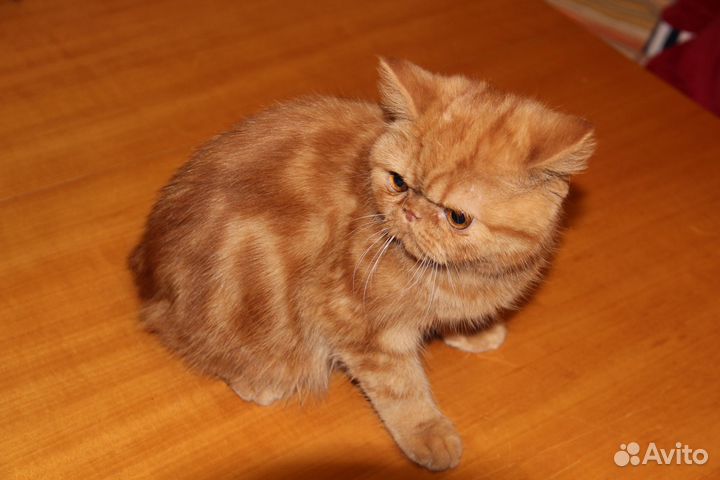 Плюшки-милашки