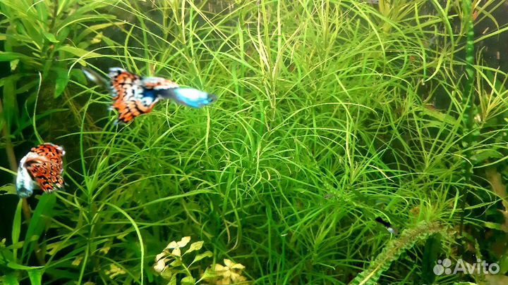 Наборы растений, рыбки, креветки