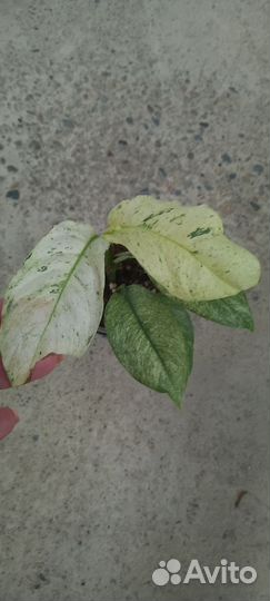 Рафидофора вариегатная