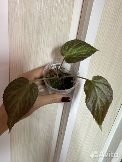 Комнатные растения