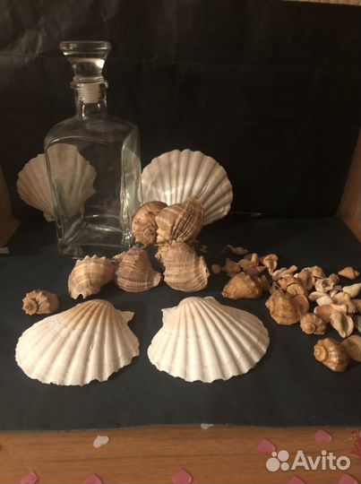 Ракушки,декор