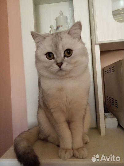 Шотландский кот вязка