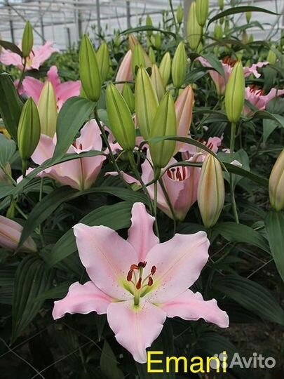 Луковицы лилии Emani размер 20/22