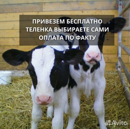 Бычки, телята на корм