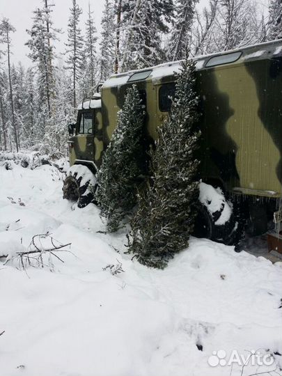 Живая елка, пихта, сосна оптом заготовитель