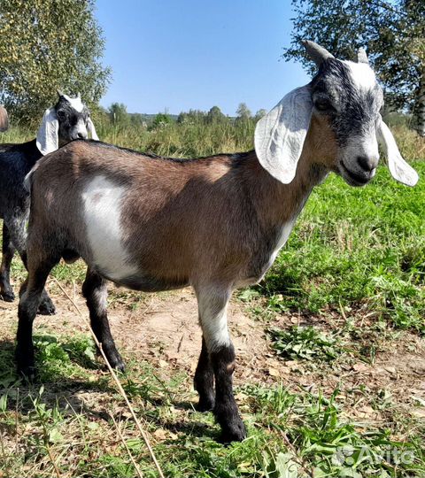 Козлик нубийский