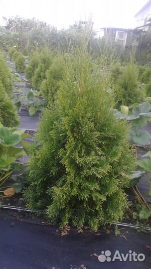 Туя смарагд