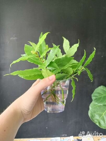 Оксалис, Церопегия, Ледебурия, Аглаонема, Лавр