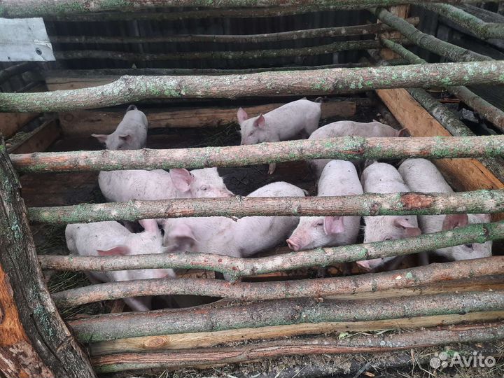 Продам поросят