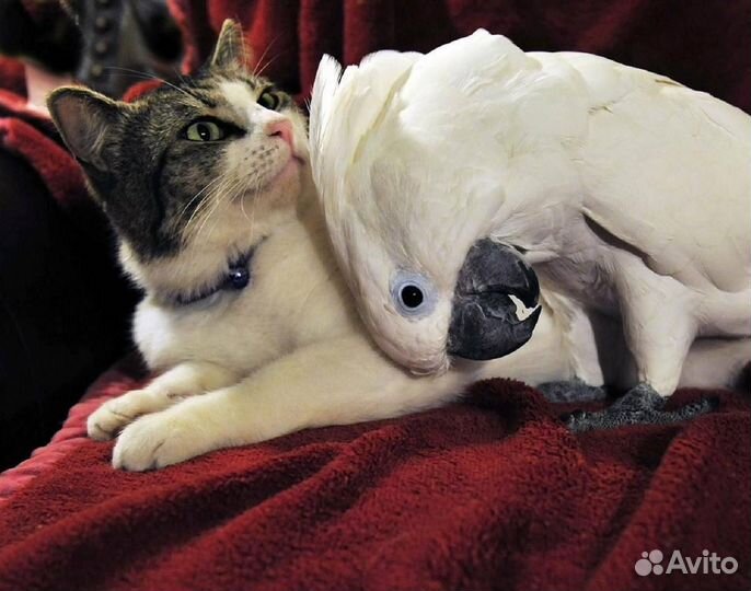 Передержка собак, кошек, грызунов, попугаев