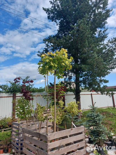 Клен остролистный Голден Глоб 220-250 см