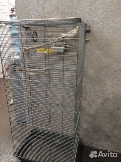 Попугай корелла пара