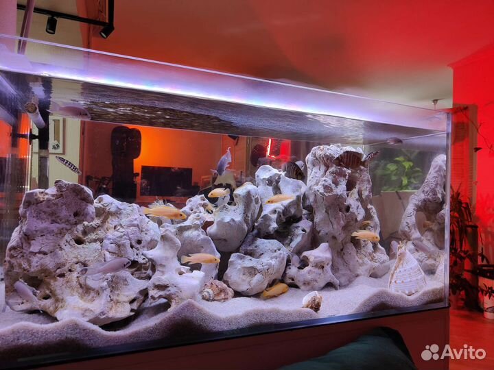 Танганика цихлиды, декор кенийский камень