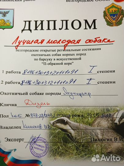 Ягдтерьер