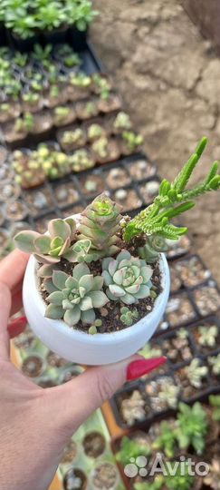 Мини-садик из суккулентов