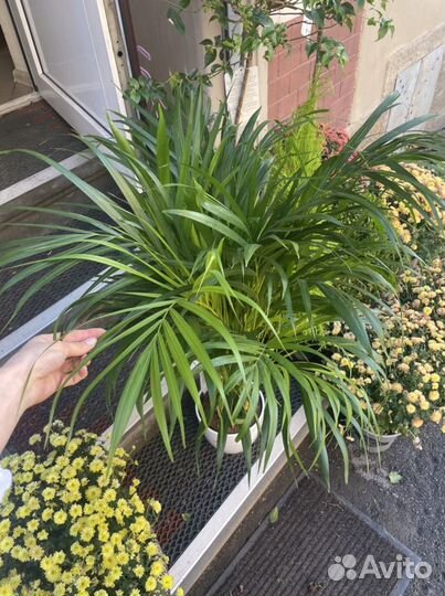 Арека пальма