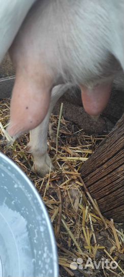 Зааненские чистокровные