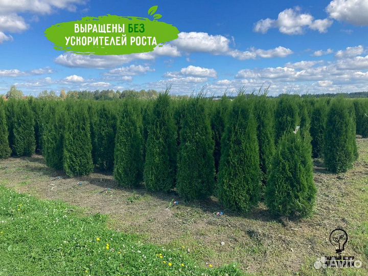 Саженцы Туя Смарагд 180-200 см доставка