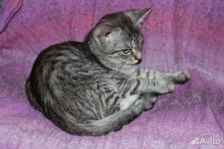 Котенок красивый