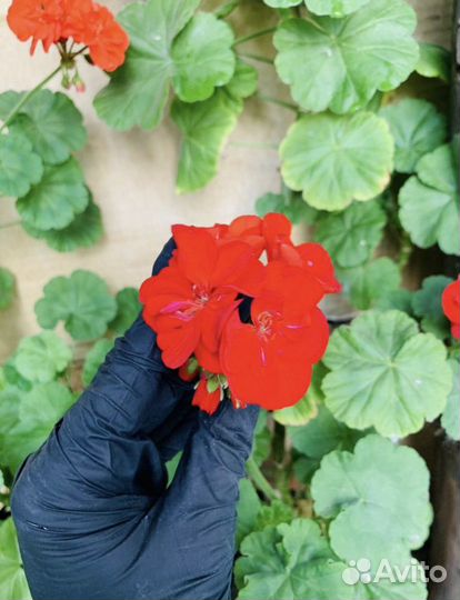 Герань (Пеларгония) разные цвета