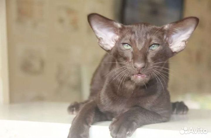 Ориентальная