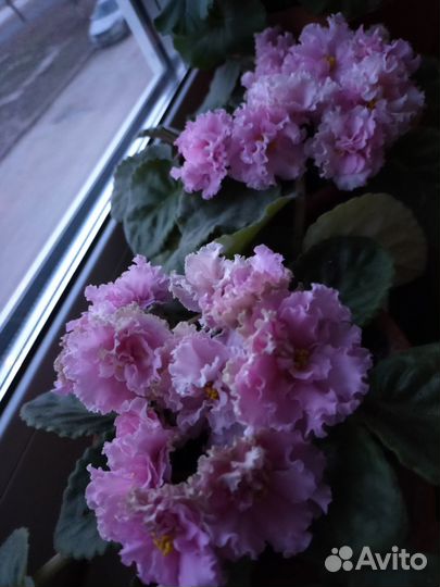 Цветущие детки фиалки Кокетка