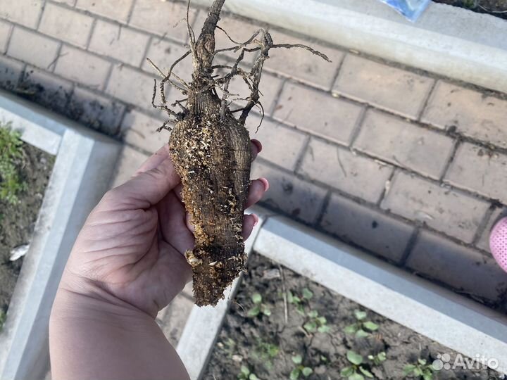 Итальянские сорта георгин