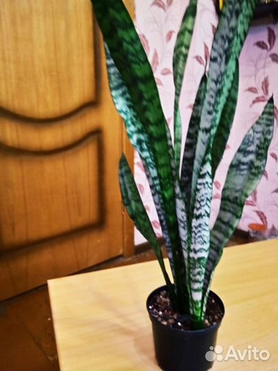 Сансевиерия