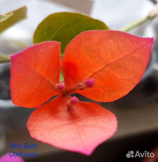 Бугенвиллия