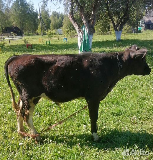 Бычок на мясо