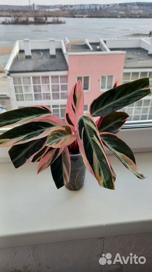 Строманта мультиколор триколор, трехцветная